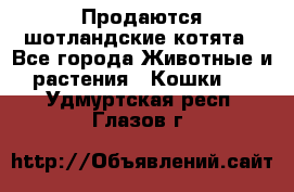 Продаются шотландские котята - Все города Животные и растения » Кошки   . Удмуртская респ.,Глазов г.